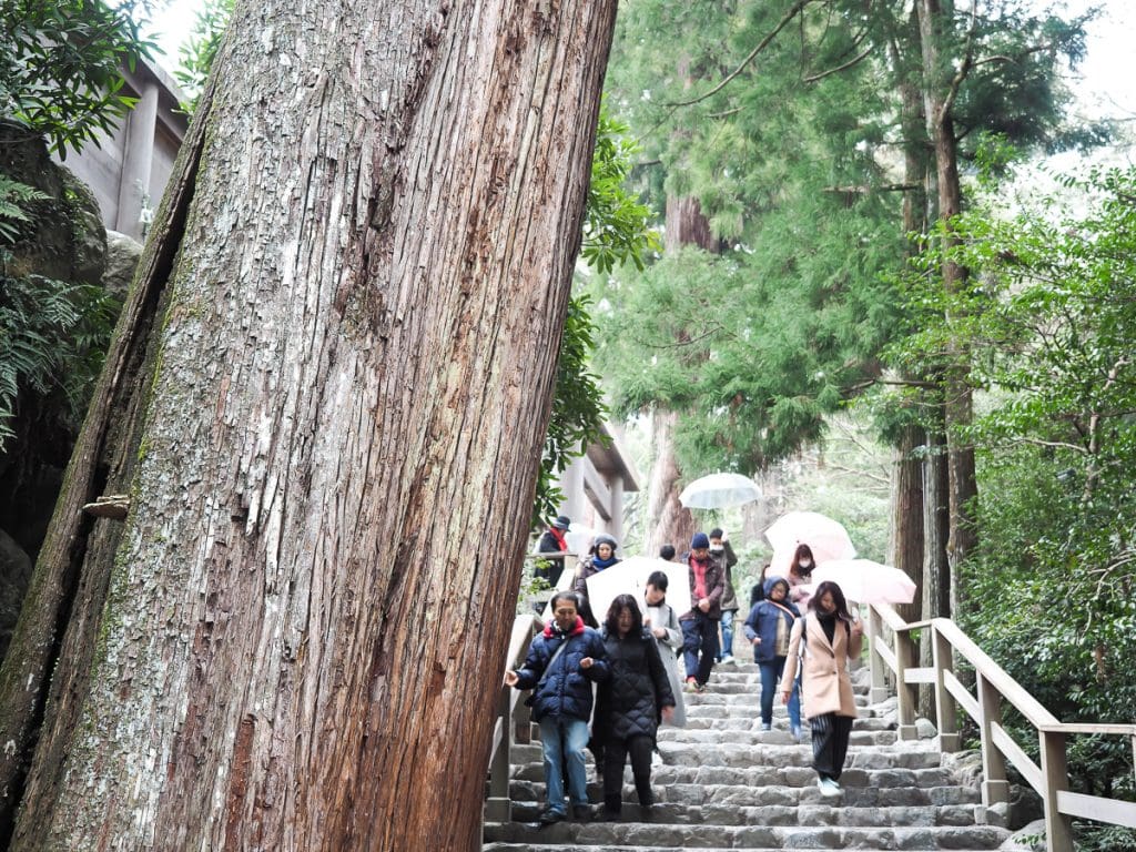Huge trees, Ise Grand Shrine