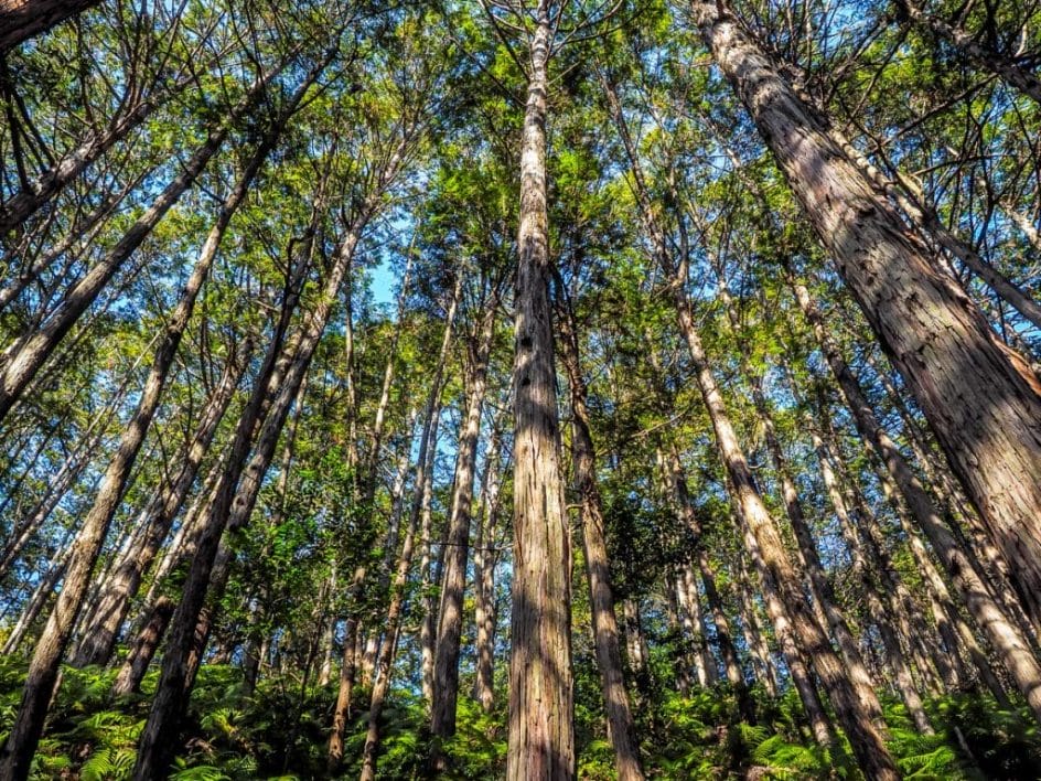 Cypress trees on Japan's Kumano Kodo pilgrimage
