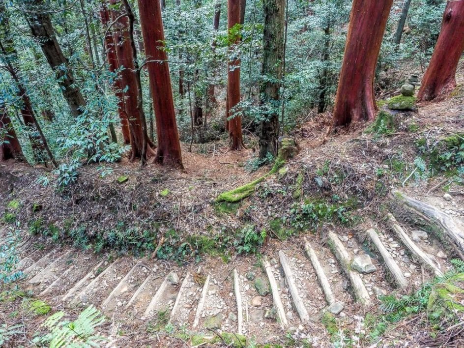Red hinoki trees on the Kumano Kodo trek, Japan