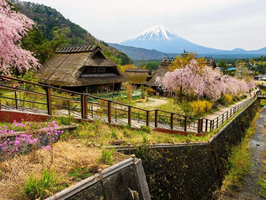 Cherry blossoms and Mt. Fuji viewed from Iyashi No Sato