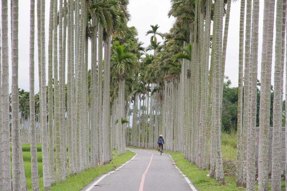Aisle of Betel Nut Palms, Guanshan, Taitung