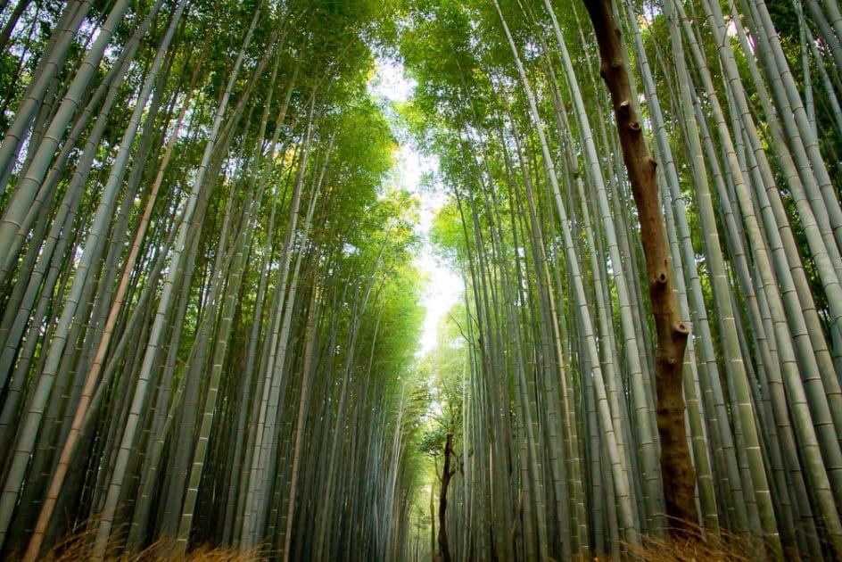 Bamboo Grove, Kyoto