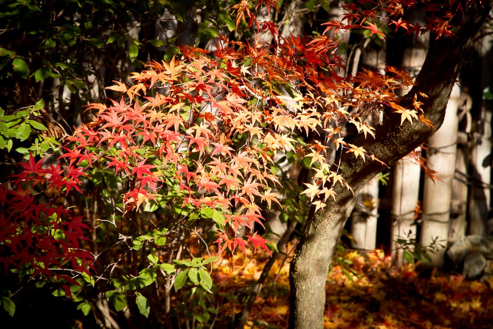 Kyoto in autumn