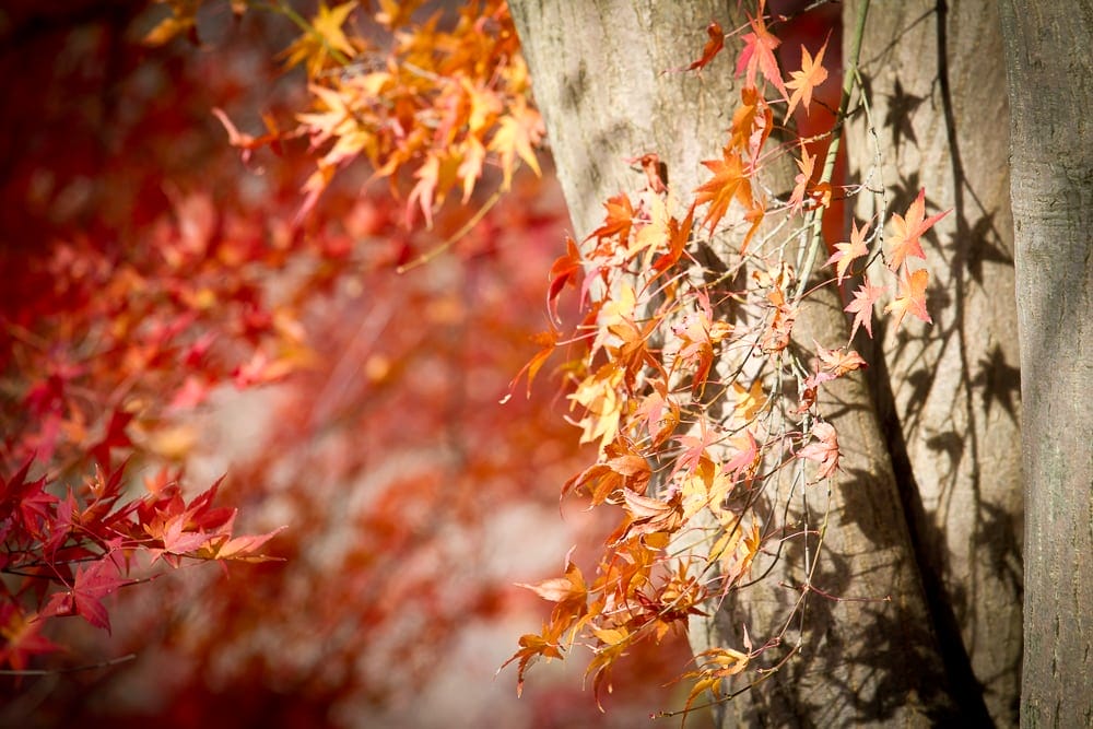 Autumn foliage in Kyoto