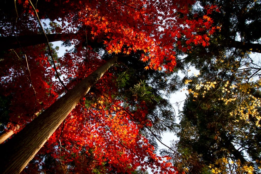 Maple season in Kyoto