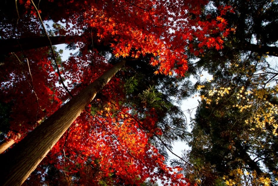 Maple season in Kyoto