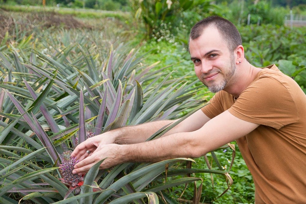 Pineapple, Taiwan