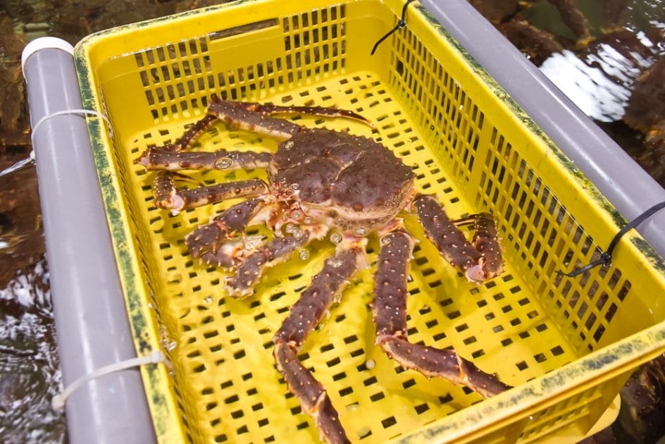 King crab, Addiction Aquatic, Taipei