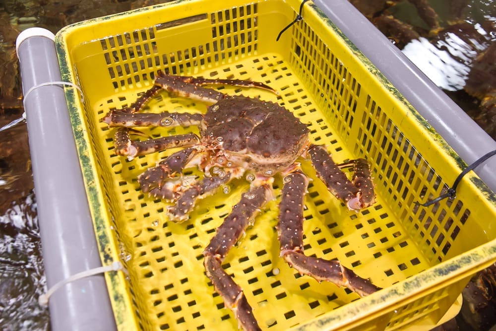 King crab, Addiction Aquatic, Taipei
