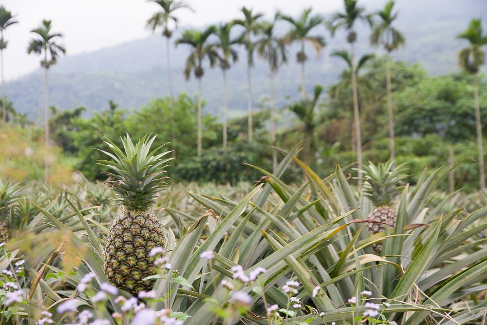 County Road 193, an alternative route from Hualien to Taitung