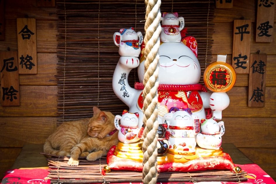 Cat snoozing in a kitty shrine at the Houtong Cat Village, Taiwan
