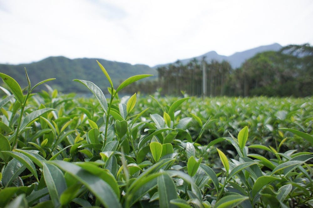 Tealeaves on tea plantation in Lugu, Taiwan