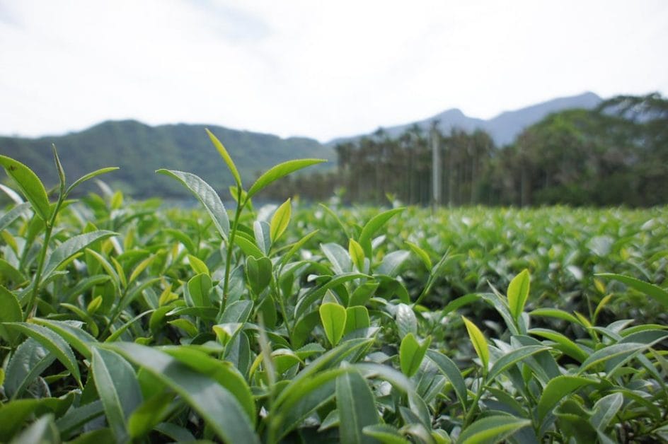 Tealeaves on tea plantation in Lugu, Taiwan