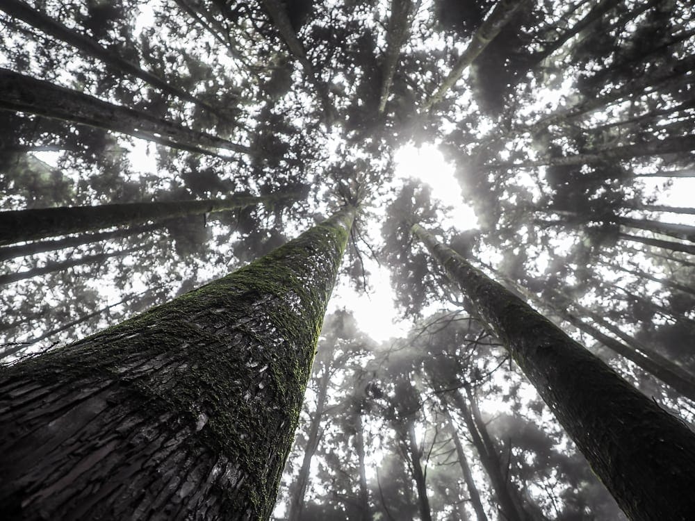 Beautiful forests in Alishan