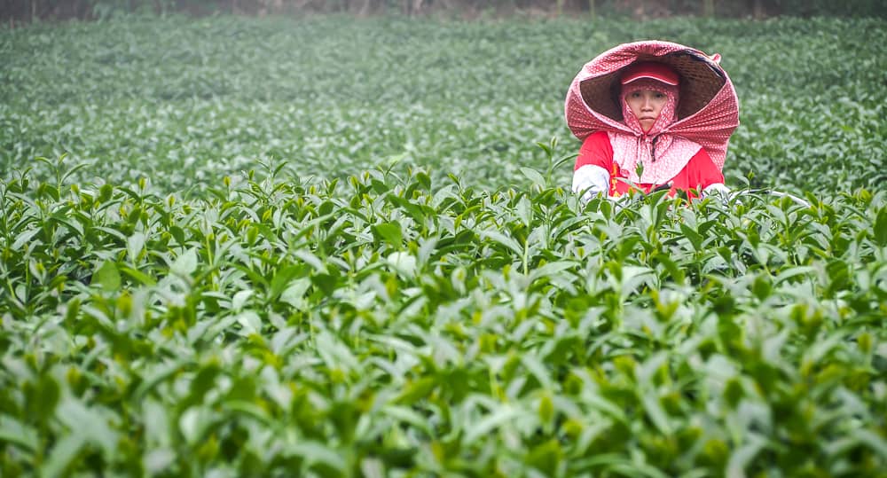 A worker on a field where Alishan tea is grown