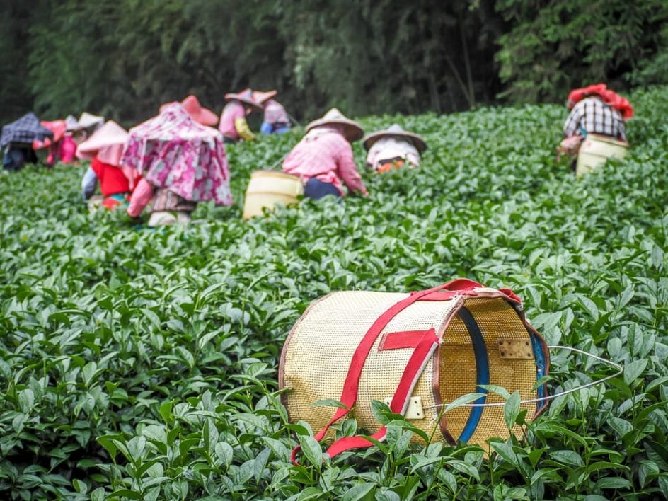 Alishan tea plantation in Shizhuo