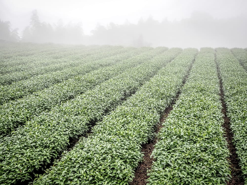 High mountain tea field at Alishan