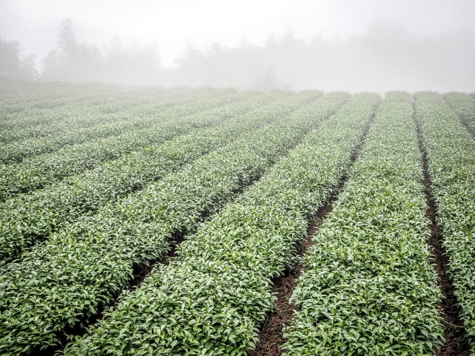 A foggy tea field in Shizhuo, Alishan