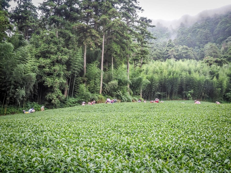 A field of Alishan high mountain tea being harvested