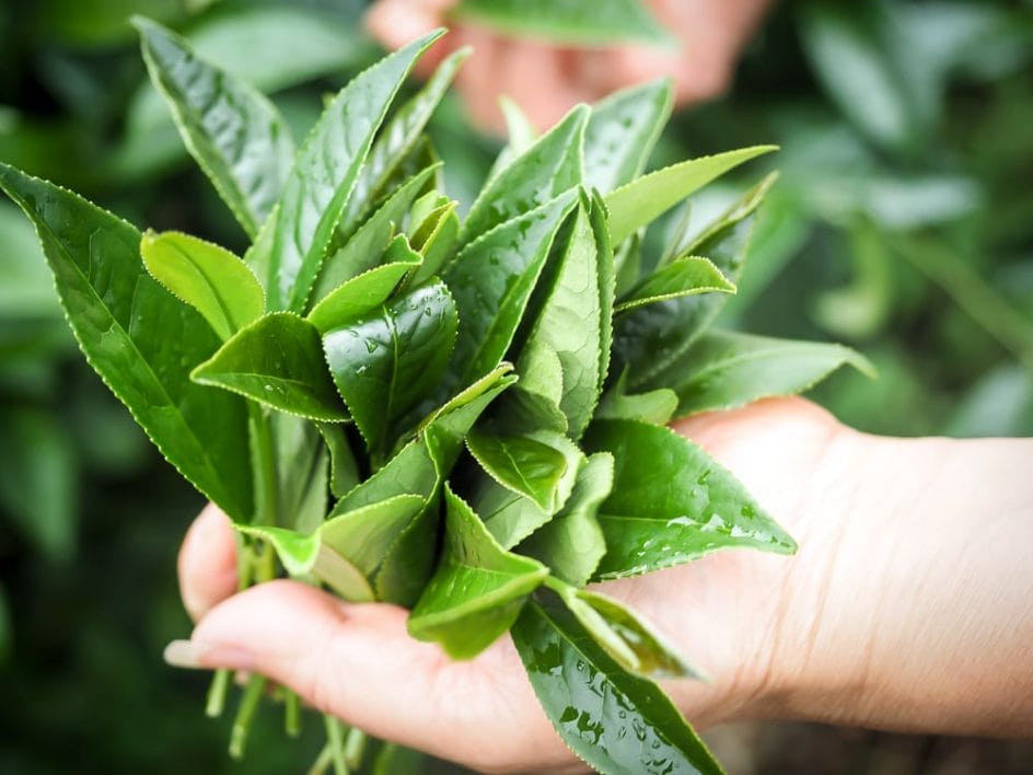 Fresh leaves of Alishan tea