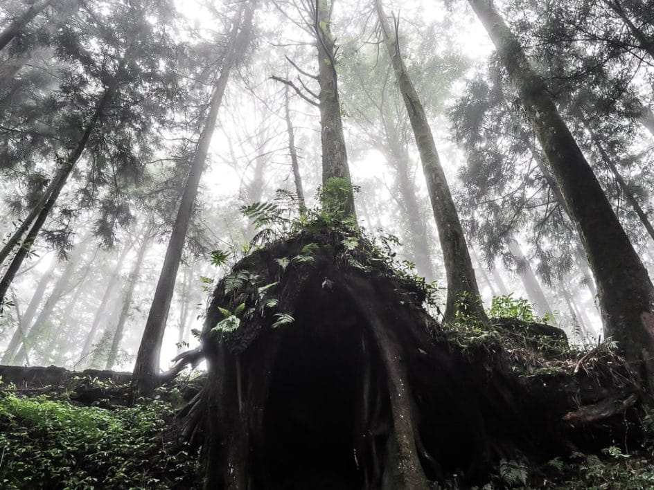 Misty forests in Alishan National Scenic Area, Taiwan