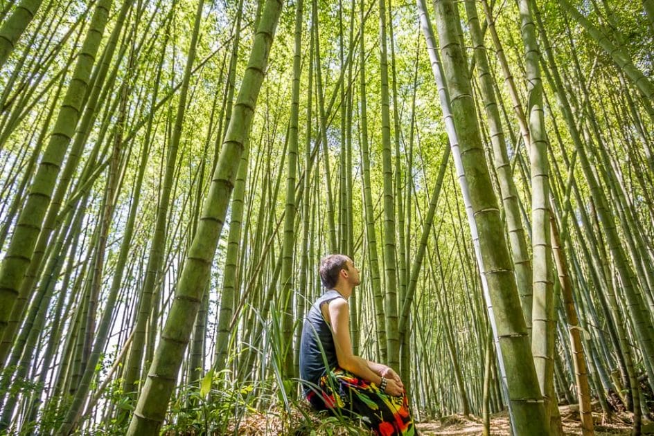 Bamboo forest on the Ruitai Historic Trail near Fenqihu, Taiwan