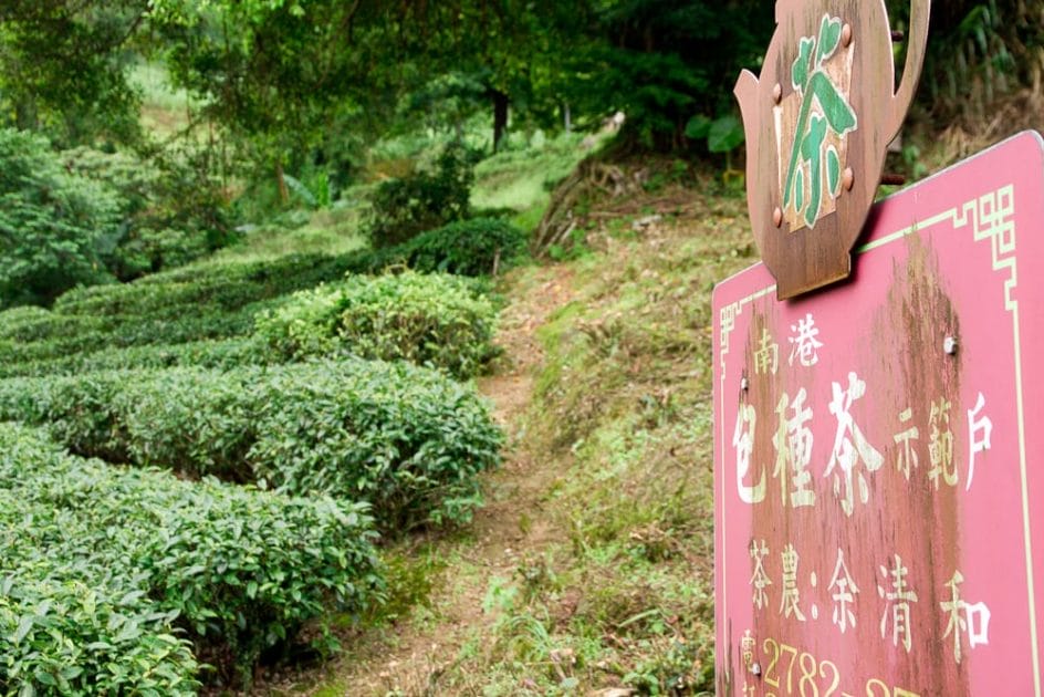 Baozhong (pouchong) tea field in Nangang, Taipei, Taiwan
