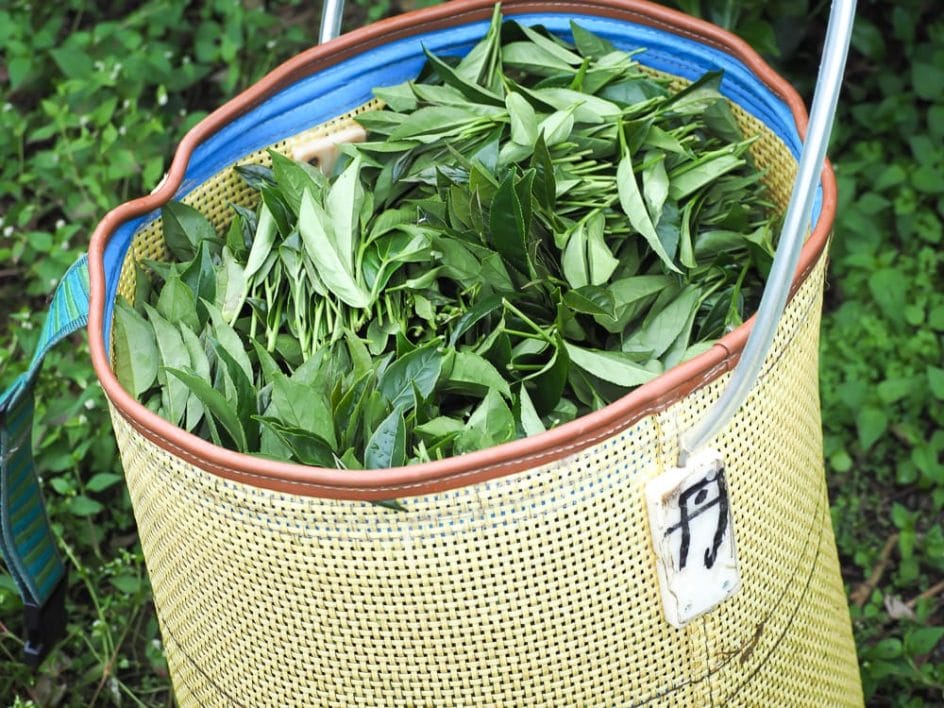 Alishan high mountain oolong tea leaves