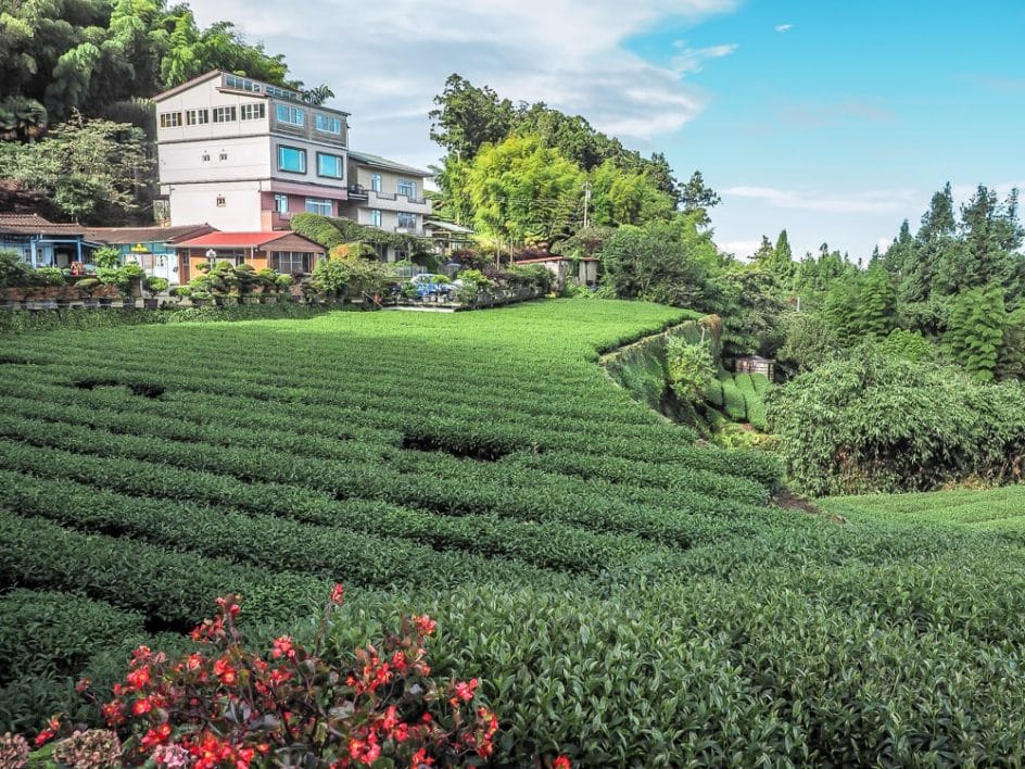 Shizhuo tea farm guesthouse