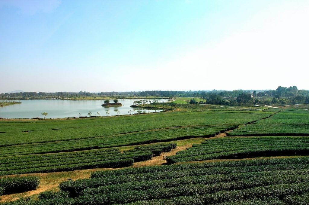 A thai Tea farm, Chiang Rai, Northern Thailand.