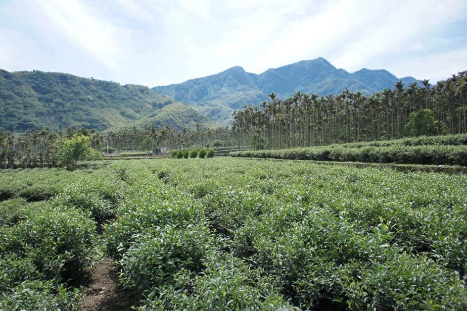 Dong ding tea plantation, Lugu, Taiwan