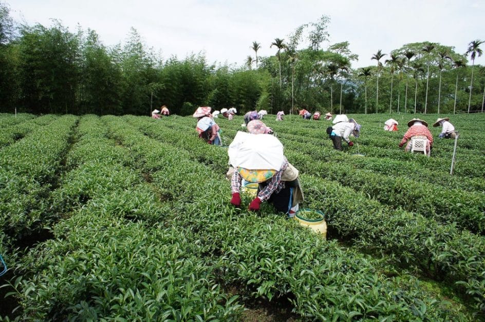 Workers in the tea field, Lugu, Taiwan
