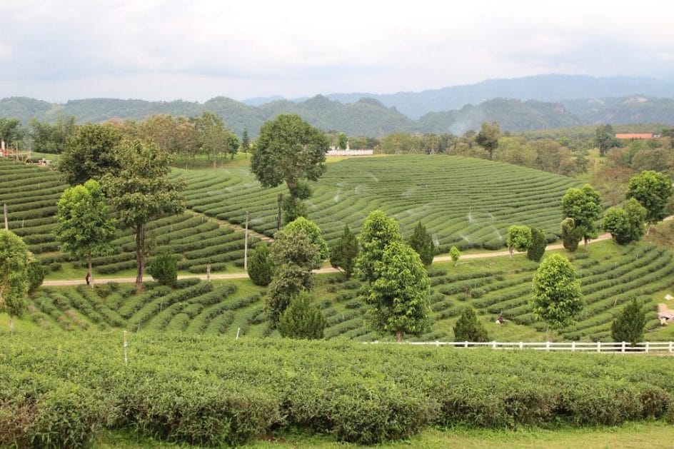 A tea farm in the Golden Triangle region of Northern Thailand.