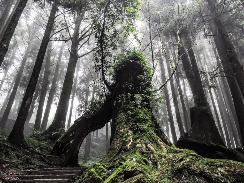 The main tourist trail through the forest of giant cypress trees in Alishan National Scenic Area, Taiwan