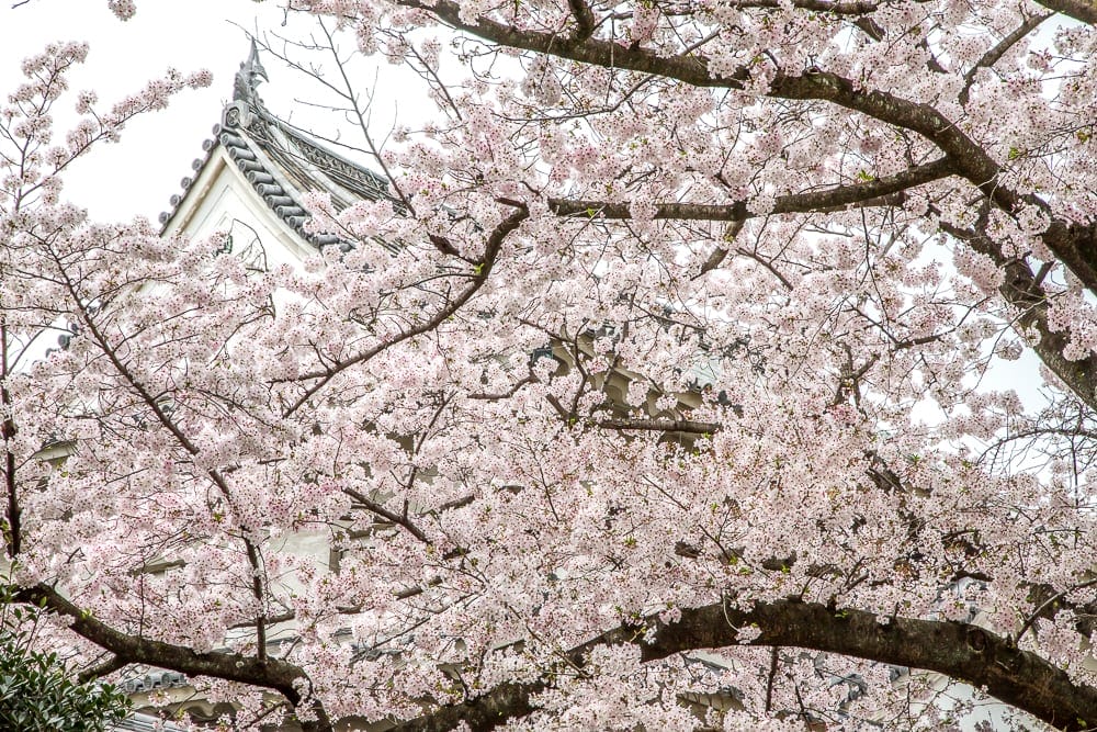 Cherry blossoms in Osaka, Japan
