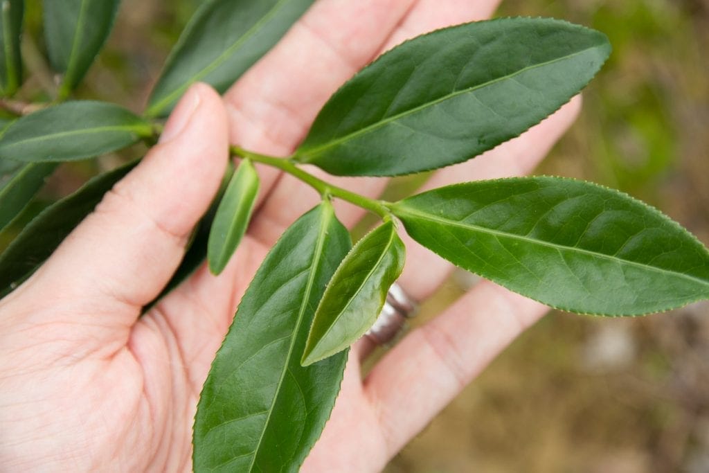 A leaf of tea in Taiwan