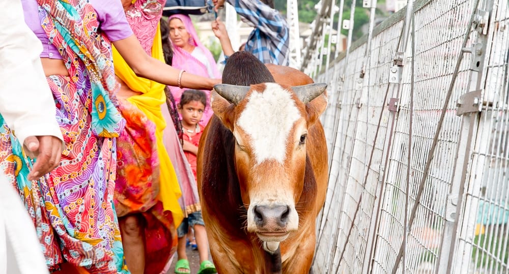 Rishikesh holy cow