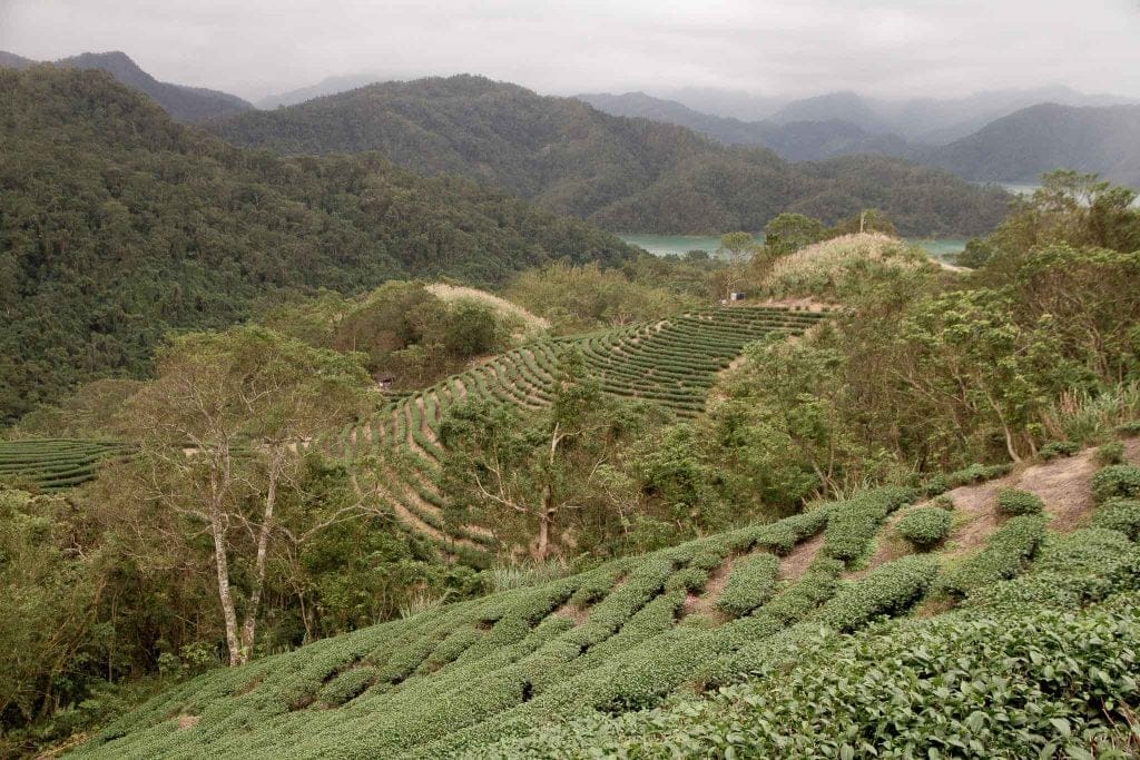 Shiding Bagua Tea Plantation, Taiwan