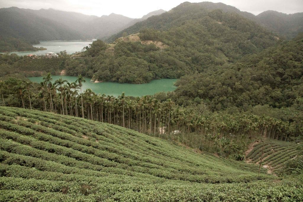 Shiding Bagua Tea Plantation in Pinglin, a great tea-focused Taipei day trip