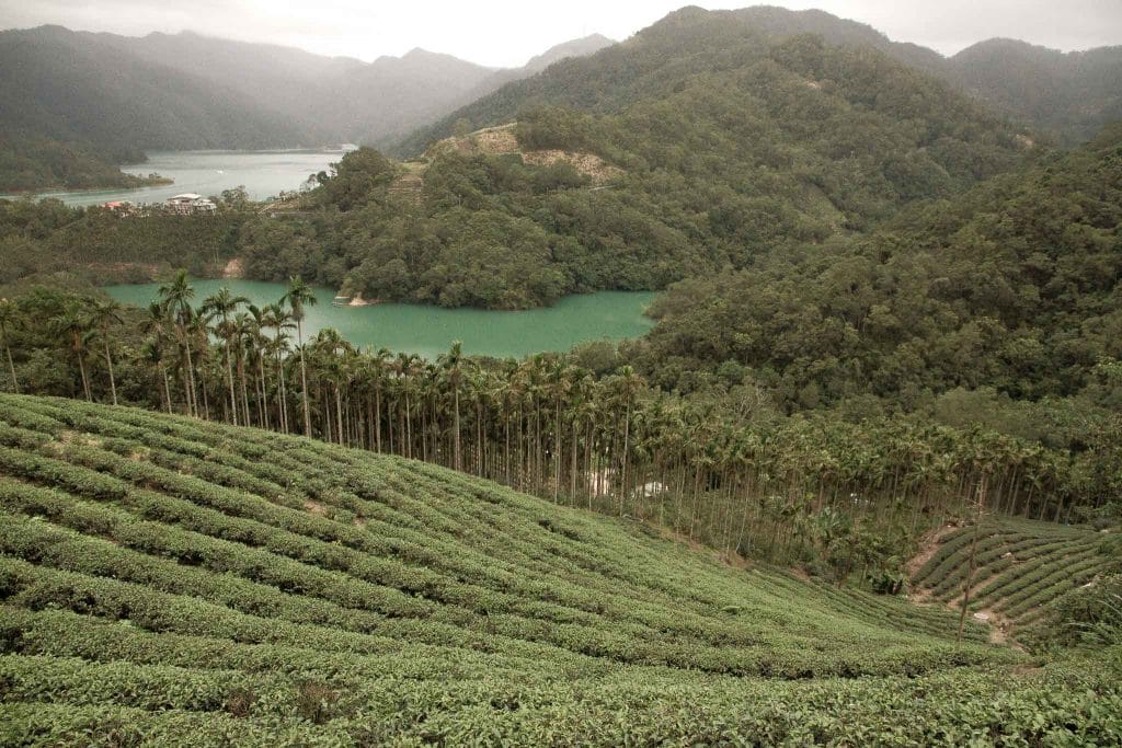 Shiding Bagua Tea Plantation, Taiwan