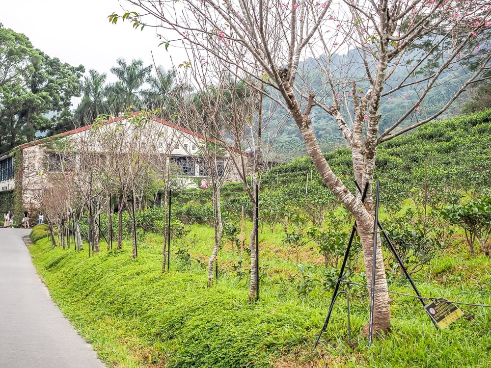 Ruby Red tea fields at Antique Assam Tea Farm, Sun Moon Lake