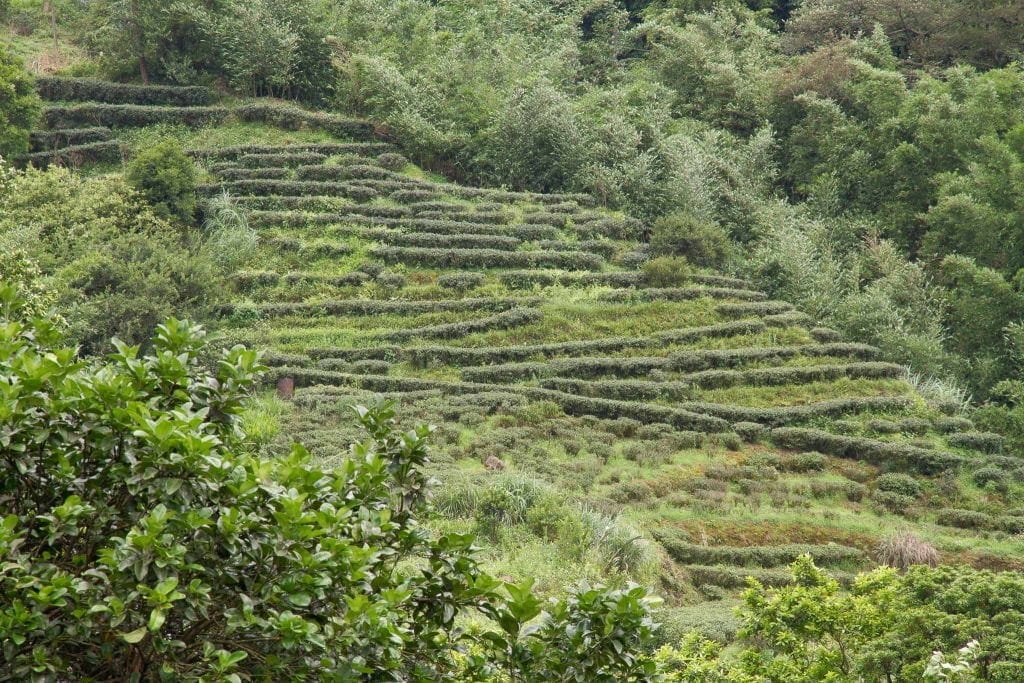 Terraced tea fields, Jiuzhuang, Nangang, Taipei, Taiwan