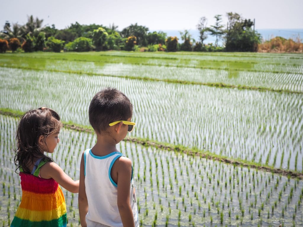 Rice paddies in Taitung with kids