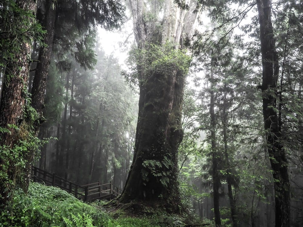 2300-year-old giant cypress tree at Alishan, Taiwan, near Shenmu Station