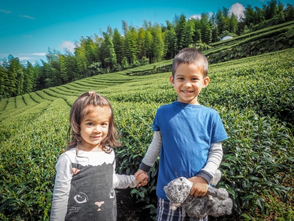 Visiting an Alishan tea farm with kids