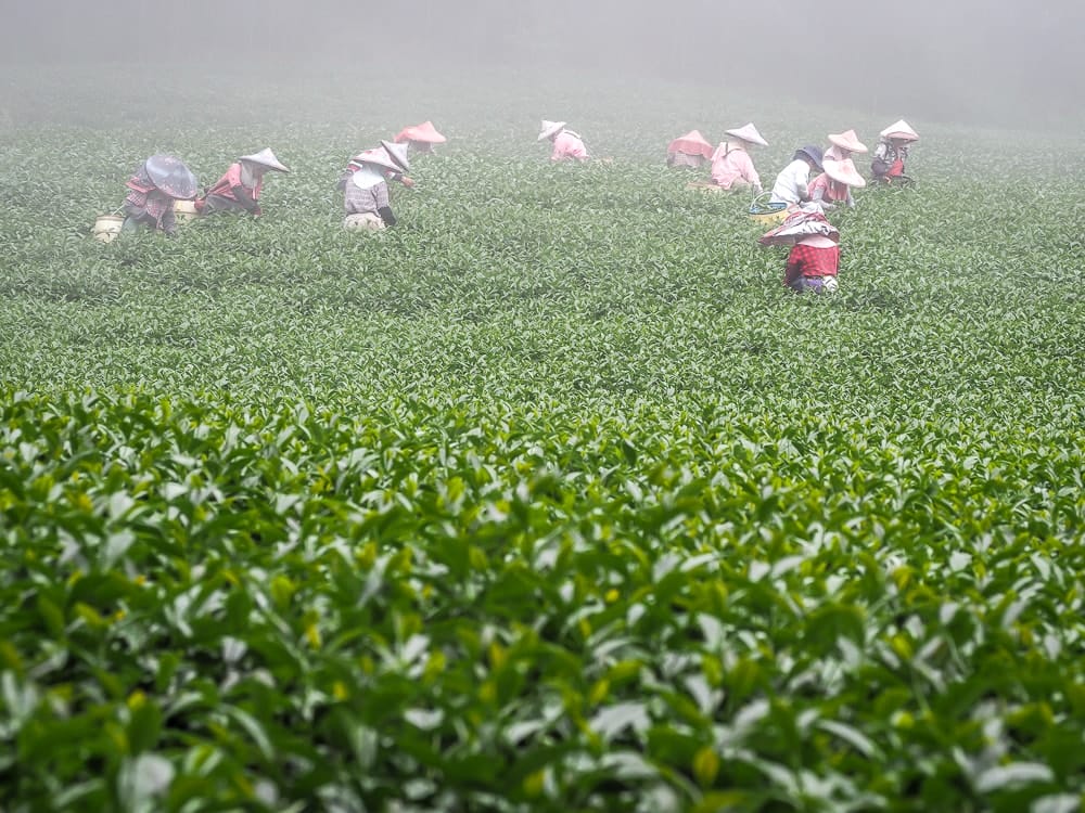 Tea plantation workers in Shizhuo