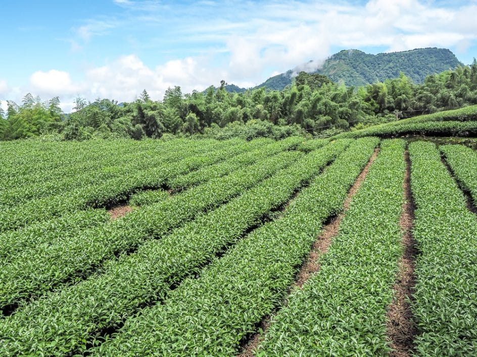 An Alishan high mountain tea farm
