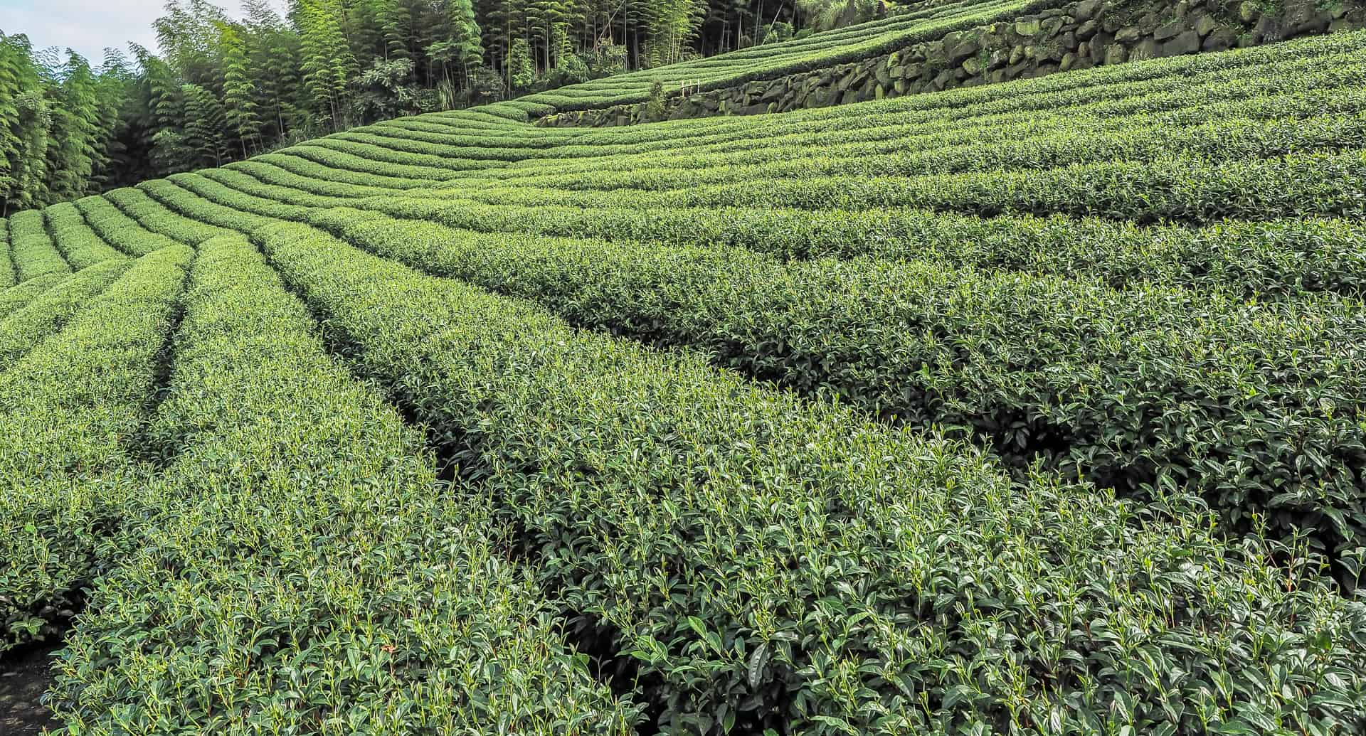 Tea in Taiwan: the best of Taiwanese tea