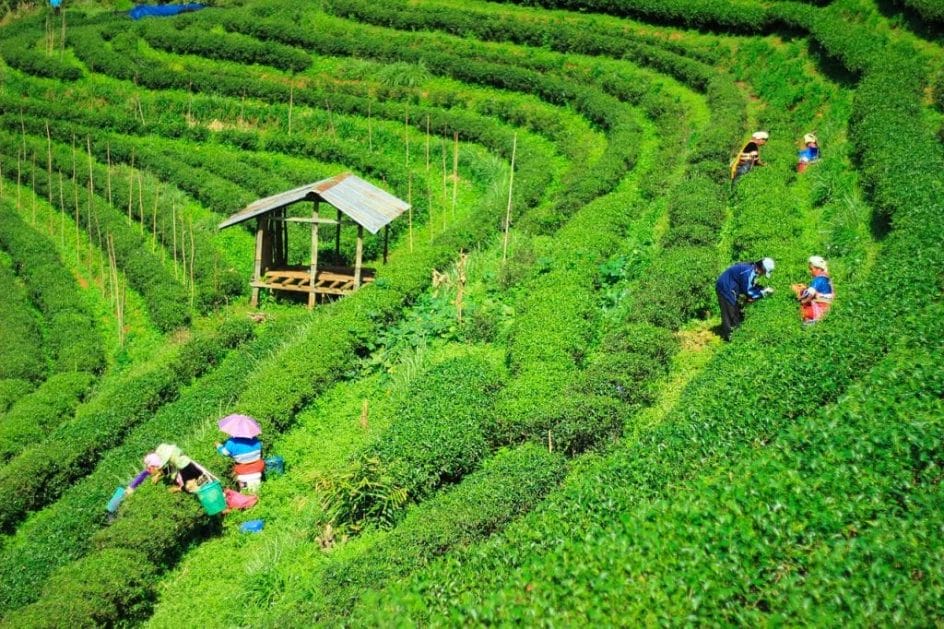 A Thai tea farm in Chiang Mai, Northern Thailand