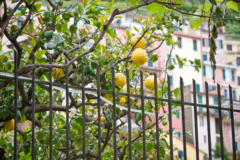 Lemons, Manarola, Cinque Terre